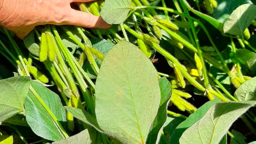 Lento arranque para la cosecha de soja en Brasil