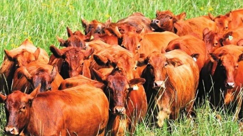 Genética bovina 4×4 ya pisa fuerte y con sabor europeo 