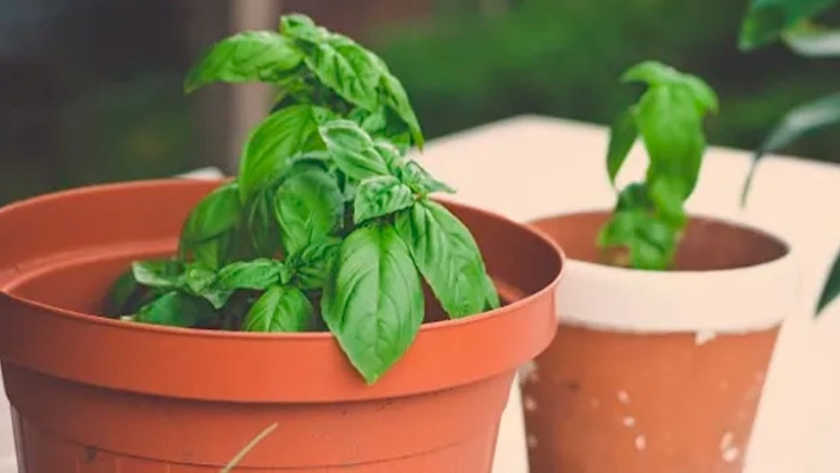 Fomentan el uso de plantas aromáticas para alcanzar una alimentación saludable