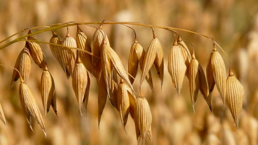 Avenas para grano: una alternativa para la rotación de la región