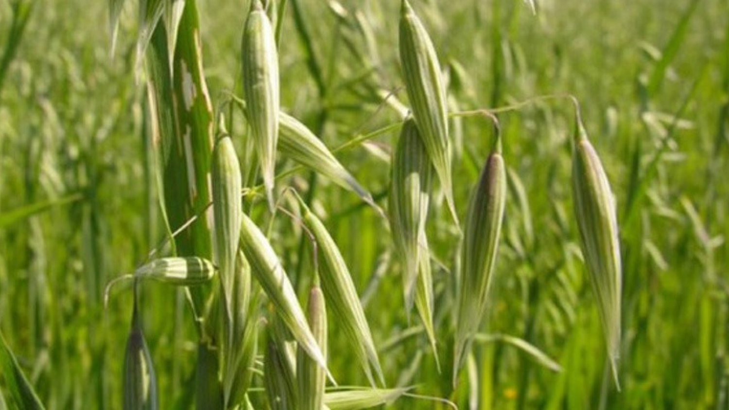 Lanzan una nueva variedad de avena con alto rendimiento forrajero y potencial productivo integral