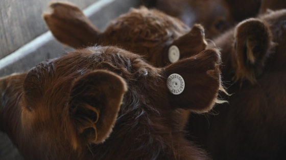 Argentina da el paso final hacia la trazabilidad total del ganado: identificación electrónica obligatoria desde 2026