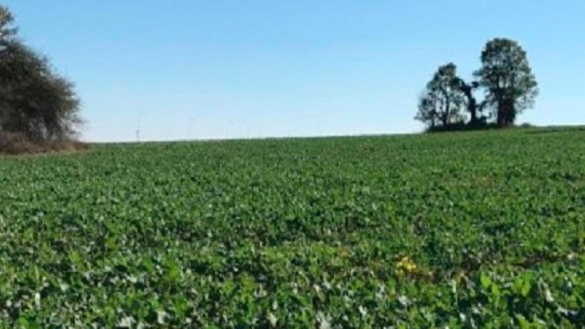 Avanza la siembra de colza y lino en la provincia de Entre Ríos