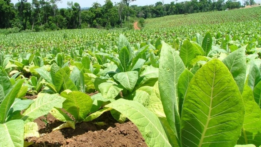 Agricultura promueve la investigación y aplicación de productos biológicos para mejorar la producción tabacalera