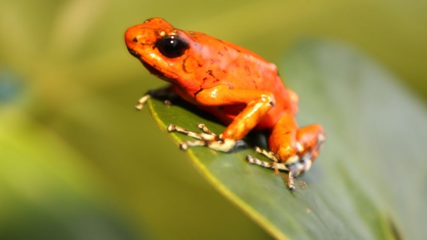 El aumento de la temperatura pone en peligro de extinción a más del 40% de las especies de anfibios
