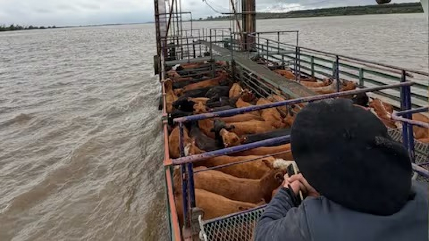 Evacuación de ganado: el Litoral ya trasladó 147.500 animales