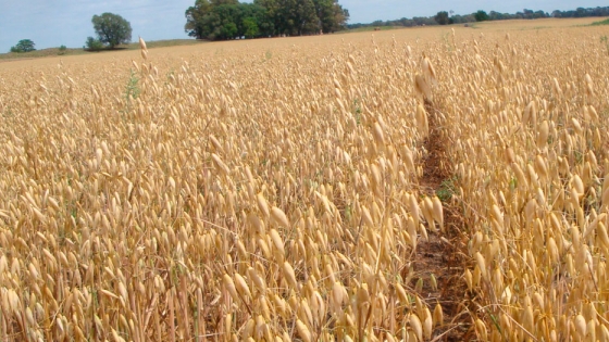 Pocos cambios en las estimaciones de producción mundial de cereales del USDA