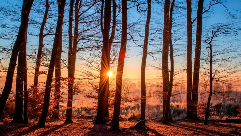 ¿Qué podría pasar este año con la industria forestal?