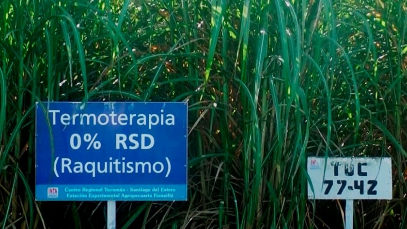 Caña de azúcar con sanidad