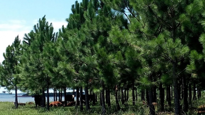Entregan 13 millones de pesos a productores forestales para la plantación u otra labor