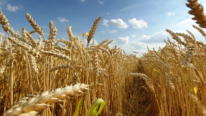 Bajan los precios de exportación del trigo ruso debido al aumento de la oferta interna