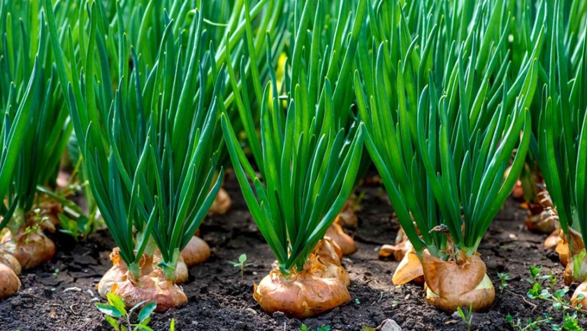 El 17 de febrero comienza el control de stock a los productores de cebolla