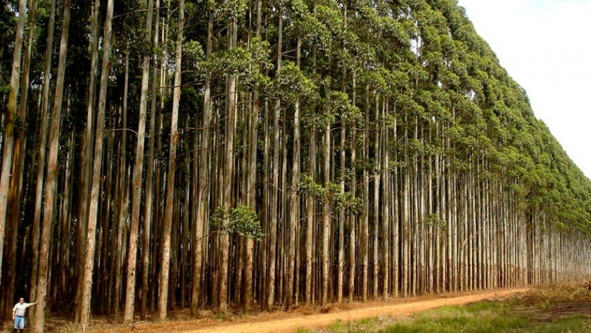 Crean clones de eucalipto con mayor potencial productivo