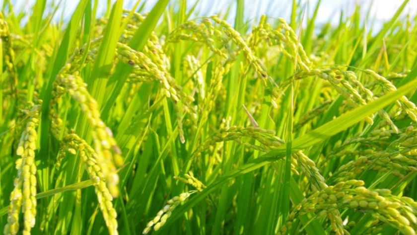 Transferencia del poder de eliminación de malezas del sorgo al arroz