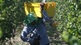 Economía reunió a referentes vitivinícolas para trabajar en los protocolos de cosecha