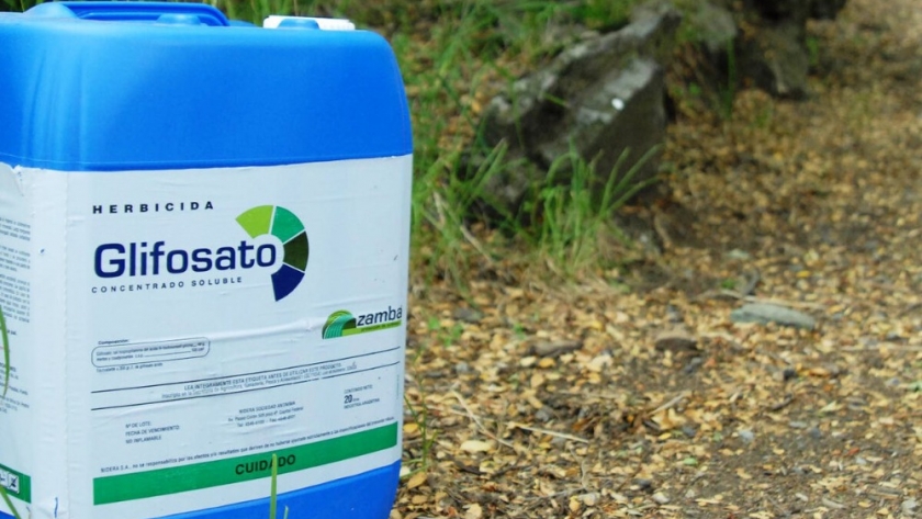 Glyphosate: miracle herbicide or health hazard?