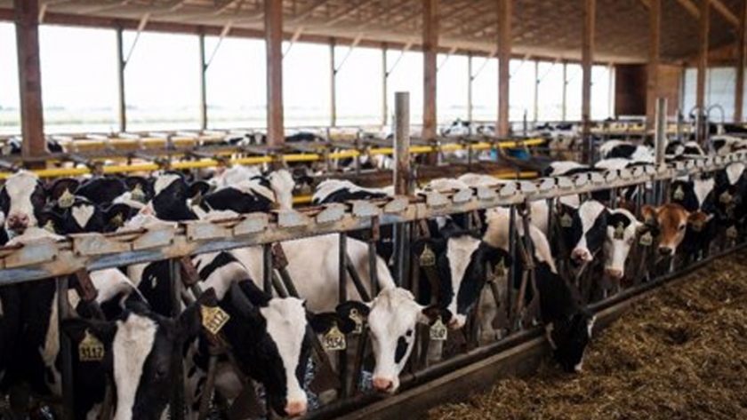 Manejo nutricional y estrés calórico, las principales causas de infertilidad en los hatos