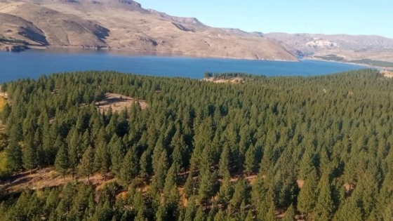 Expertos en Sanidad Forestal del Cono Sur dictarán un curso de actualización sobre plagas y enfermedades en plantaciones y estrategias colaborativas en la región