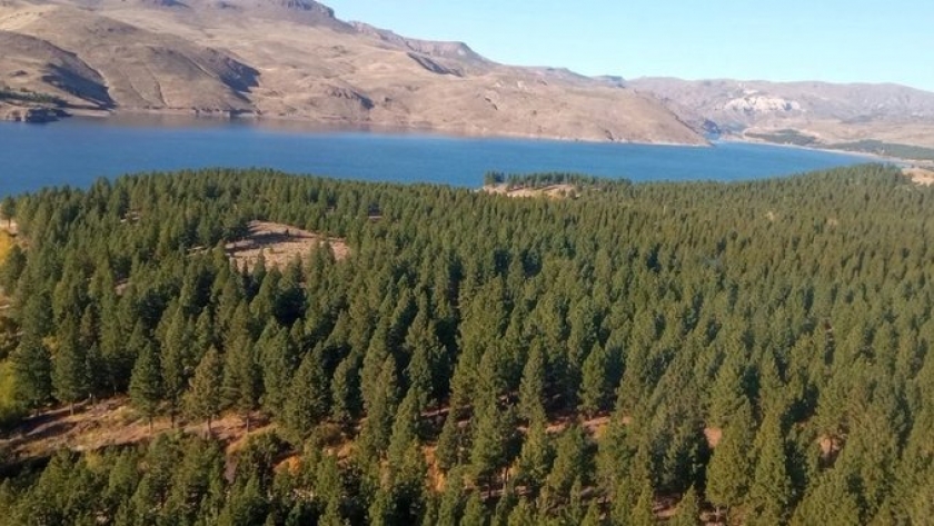 Expertos en Sanidad Forestal del Cono Sur dictarán un curso de actualización sobre plagas y enfermedades en plantaciones y estrategias colaborativas en la región