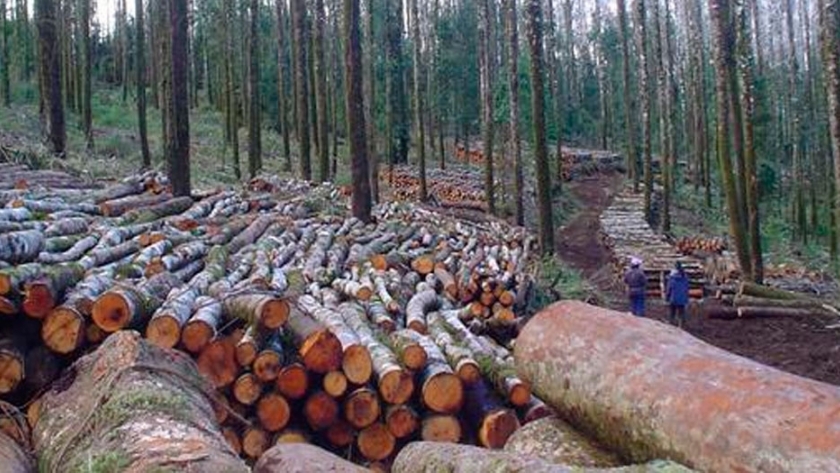 El 80% de la actividad forestal está parada