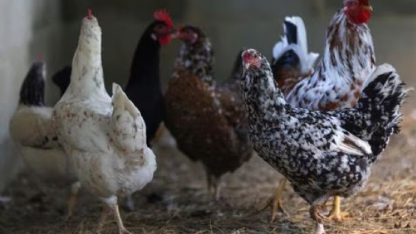 Japón suspende importaciones de aves de un segundo estado brasileño por gripe aviar