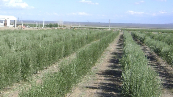 La fruticultura se expande en Mendoza: el área sembrada creció en 2.500 hectáreas