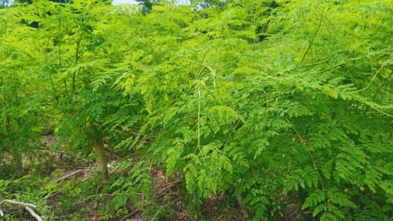 Moringa: una alternativa productiva con alto valor nutricional en el norte argentino