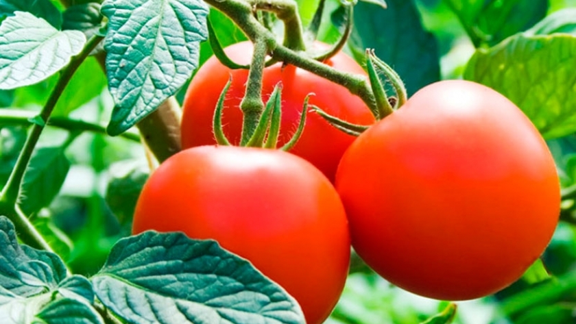 Cuidados en Tomate