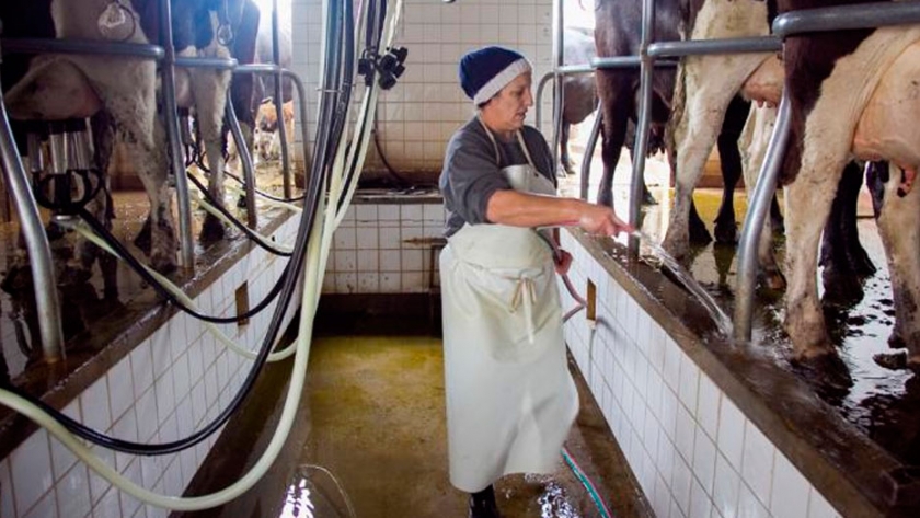 Tambos: con el precio al productor estancado, la esperanza viene desde el exterior