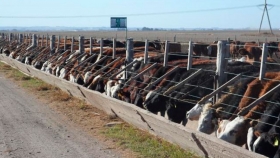 Los feedlots pierden por goleada