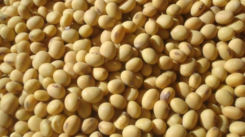 Escasez de semillas de soja en Brasil debido a El Niño: Un desafío para los productores agropecuarios