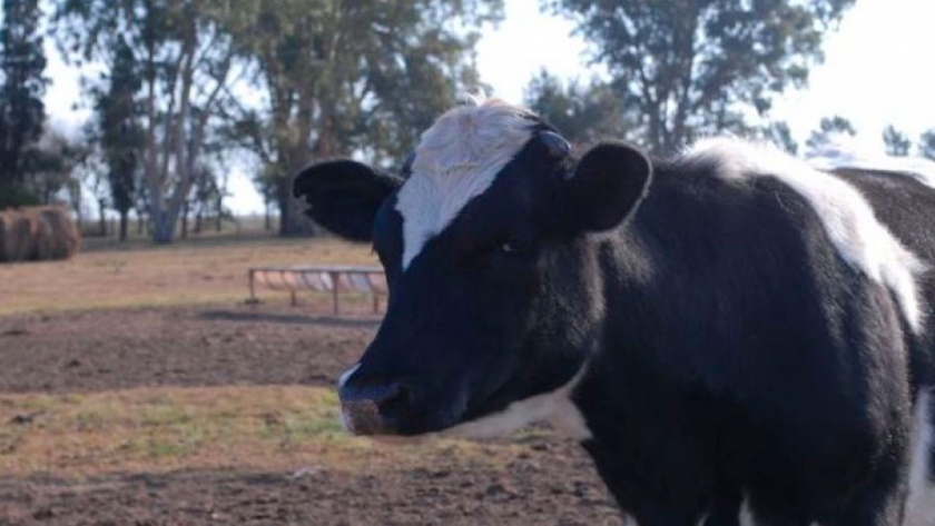 Un nuevo concepto en carne