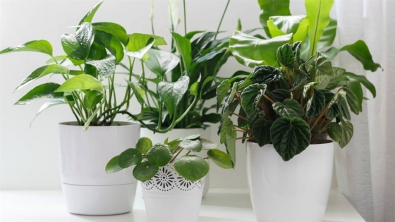 Las mejores plantas para interiores: verde, belleza y bienestar