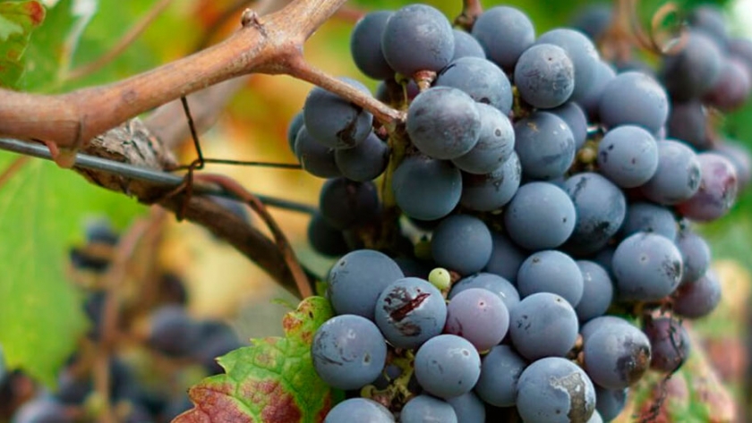 Hallazgo argentino: logran discriminar el terroir de vinos malbec con análisis químicos