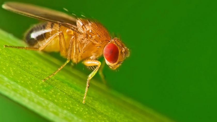 Programa de Control y Erradicación de la Mosca de los frutos