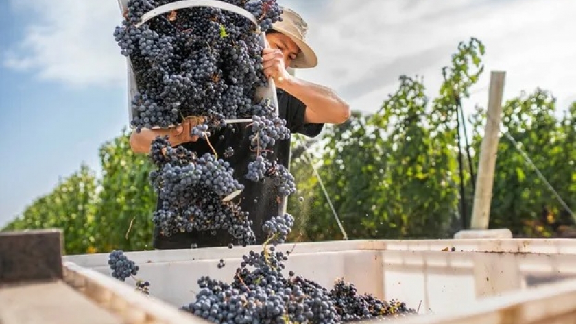 La bodega mendocina que invierte $1900 millones para pasar de producir 2 a 4 millones de botellas de espumantes por año