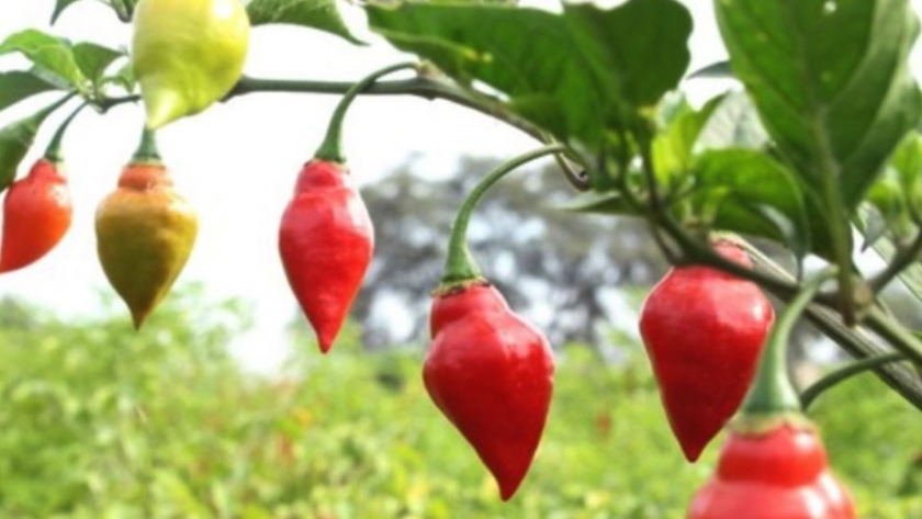 Identifican 5 variedades de ajíes nativos con mejor olor, sabor y picor