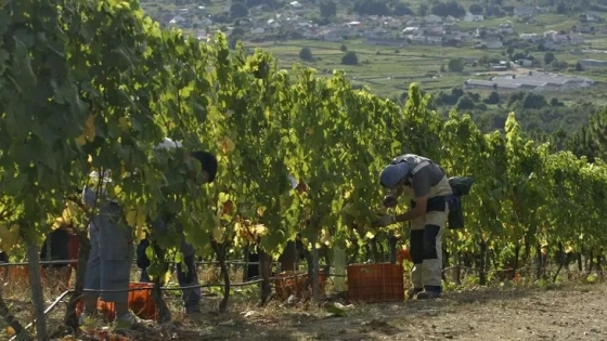 Sin precio ni certezas: la crisis vitivinícola en Mendoza expone el límite del modelo productivo