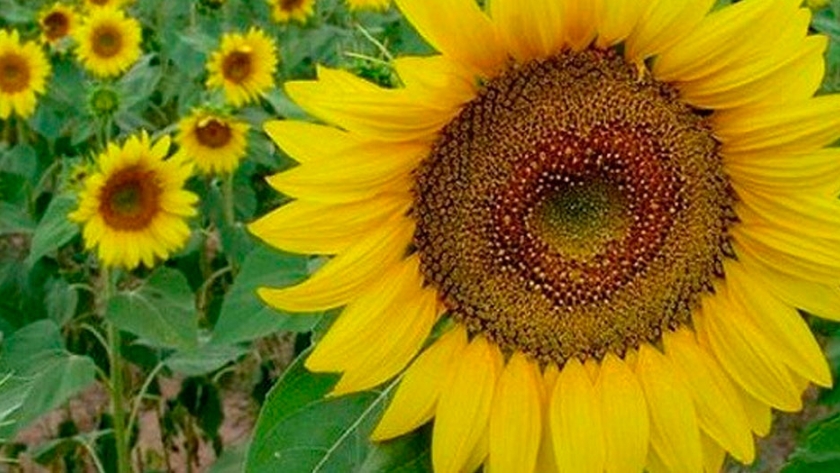 Se Sembrarían Unas 6.000 Hectáreas De Girasol En La Provincia De Entre Ríos