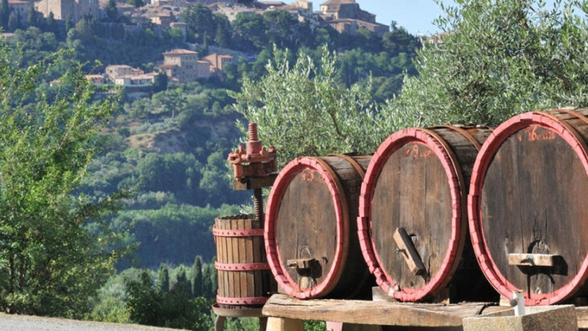 Uva antigua revivida en Toscana