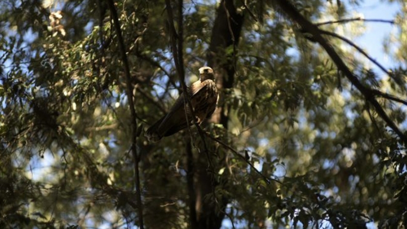 En el Día Nacional de las Aves cuatro rapaces recuperaron su libertad