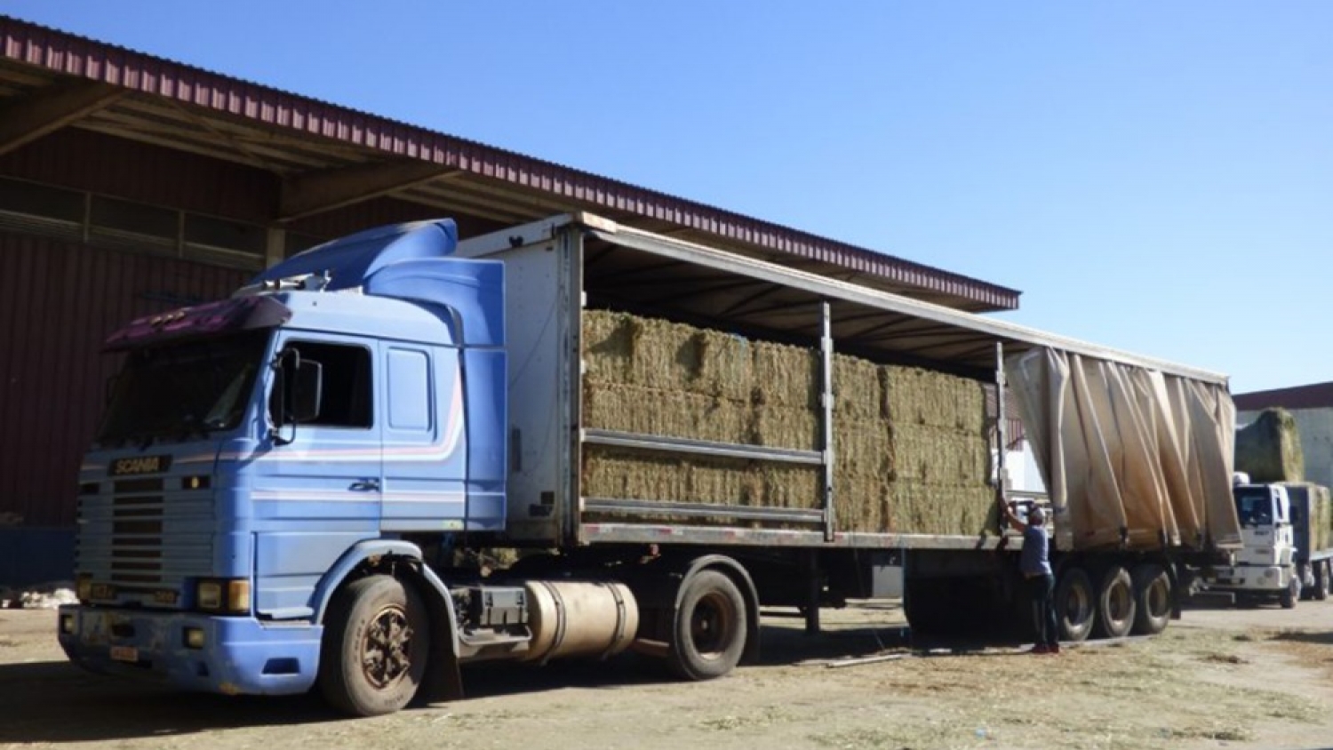 El negocio de la alfalfa gana escala: crecen los embarques argentinos a mercados internacionales