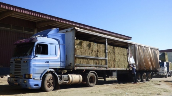 El negocio de la alfalfa gana escala: crecen los embarques argentinos a mercados internacionales