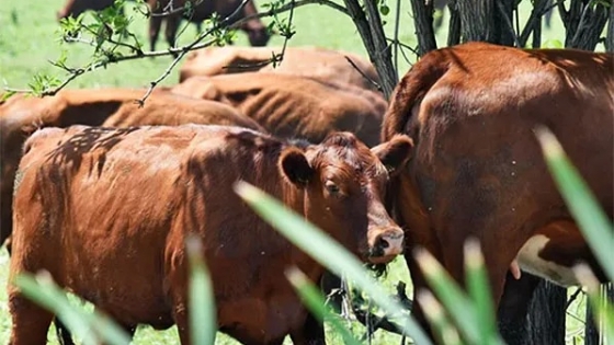 Brote de rabia paresiante en Pampa del Indio, Chaco