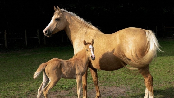 Argentina refuerza control sanitario en caballos para proteger la industria hípica y la salud pública
