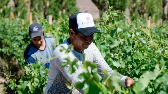 Herramientas que potencian el desarrollo de la vitivinicultura de San Juan