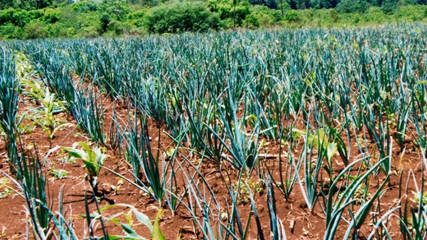 Productores misioneros apuestan a  la producción de cebolla colorada