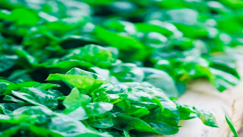 La verdura más nutritiva del mundo se cultiva en España