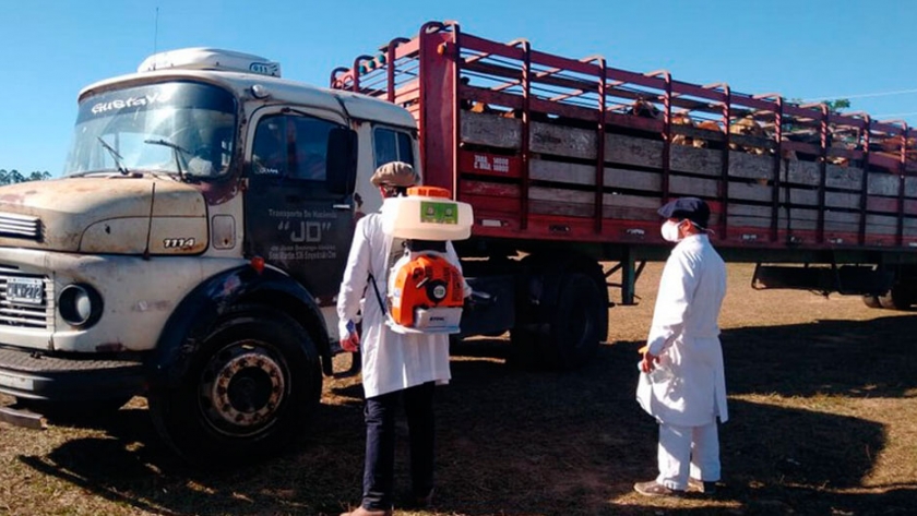 El modelo anti Covid-19 que aplica Corrientes en ferias ganaderas y remates que podría implementarse en todo el país