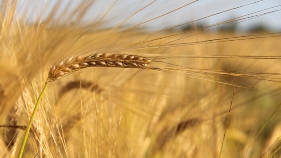 Celebran los cien años de la Chacra Experimental Integrada Barrow, dedicada al mejoramiento del trigo
